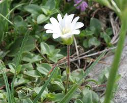 Cerastium alpinum - Wikipedia