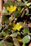 Species information: Portulaca oleracea - Flora of Zimbabwe