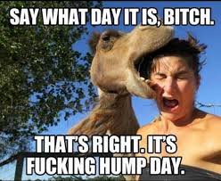 It&#39;s hump day! | Funny Memes | We Heart It | animals, funny, and girl via Relatably.com
