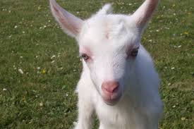 Image result for kid goat