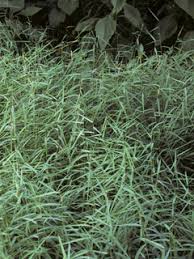 Muhlenbergia schreberi (Nimblewill) | Native Plants of North America