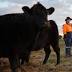 No cow 'available' to be tested in Williamtown red zone: Defence