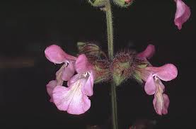 Salvia pinnata L. | Plants of the World Online | Kew Science