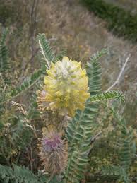 Astragalus centralpinus - Wikipedia