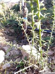 Genista corsica (Loisel.) DC. (World flora) - Pl@ntNet identify