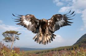 Image result for golden eagle