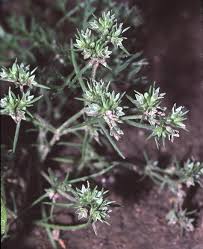 Scleranthus annuus - Wikipedia