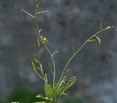 Diplotaxis viminea (L.) DC. | Flora of Israel Online