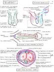 Anatomie du systeme reproducteur masculin 2009