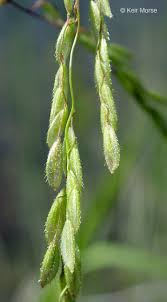 Leersia oryzoides Calflora