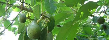 avocado plants ile ilgili görsel sonucu