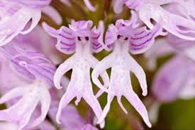 「Naked Man Orchid」的圖片搜尋結果