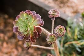 Aeonium: Plant Care & Growing Guide