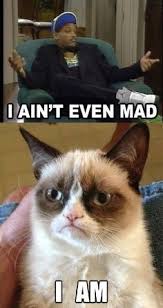 Grumpy cat on Pinterest | Grumpy Cat Meme, Meme and Funny Grumpy Cats via Relatably.com