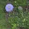 Jasione Species, Sheep's Bit Scabious, Sheep Scabious Jasione ...