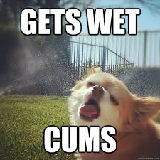 Gets wet cums - Sexually Awkward Dog - quickmeme via Relatably.com