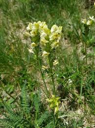 Pedicularis tuberosa L., Long-beaked Yellow lousewort (World flora ...