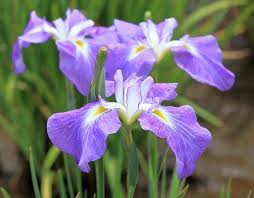 Iris Kaempferi, Iris ensata Growing Guide | Japanese Iris