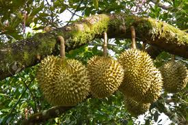 Hasil gambar untuk Durian