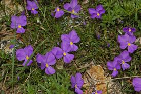 Viola bertolonii - Wikipedia