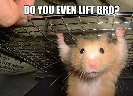 do you even lift bro on Pinterest | Do You, Meme and Gym Humor via Relatably.com