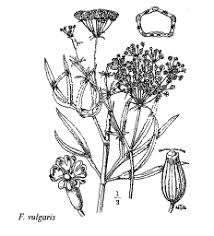 Sp. Falcaria vulgaris - florae.it