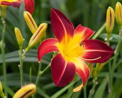 Image of Daylily flower