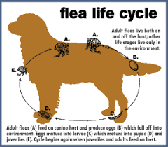 Image result for fleas