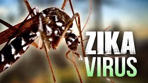 「Zika」的圖片搜尋結果