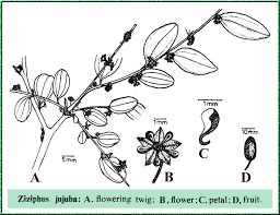 Ziziphus jujuba in Flora of Pakistan @ efloras.org
