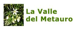 Silene catholica - La Valle del Metauro