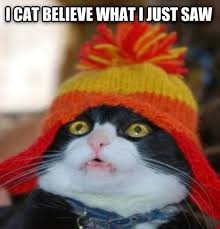 Image result for cats looking annoyed wearing santa hat