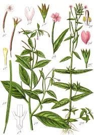 Epilobium roseum - Wikispecies