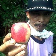 Petani Apel Malang Rugi, Biaya Produksi Rp 7.000/Kg Dihargai Rp 4.000/Kg - 153934_apelmalang5320