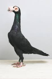 Résultats de recherche d'images pour « carrier pigeons »