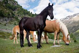 ?????????????????????? picture of horses