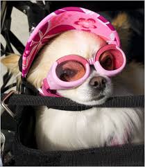 Image result for dogs wearing visor hats