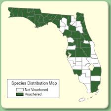 Poa annua - Species Page - ISB: Atlas of Florida Plants