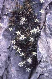 Moehringia glaucovirens - Legge regionale 10 - Flora e piccola ...