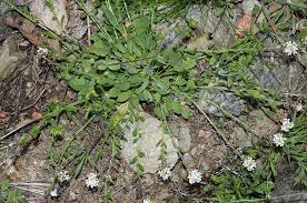 Lepidium hirtum (L.) Sm. | Plants of the World Online | Kew Science