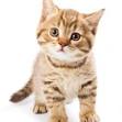 Diarrhe du chat : causes et solutions - Maladies de laposappareil