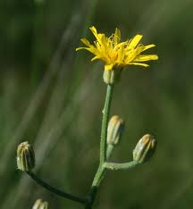 File:Crepis chondrilloides 2.jpg - Wikimedia Commons