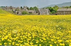 Image result for Yorkshire colourful yellow fields