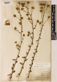 Plagius flosculosus (L.) Alavi & Heywood | Plants of the World ...