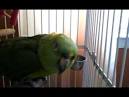 Pictures of 2 parrots singing old <?=substr(md5('https://encrypted-tbn2.gstatic.com/images?q=tbn:ANd9GcRdrcf4fvp25N85M-joOiXlhbAQukMG_cxpGjvDiDroifu03dVckMyBwc4'), 0, 7); ?>