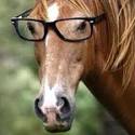 Horse with glasses