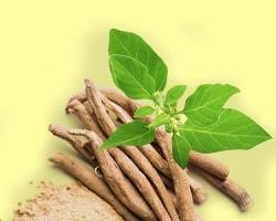 Image of Ashwagandha herb