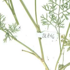 Bifora radians (wild bishop): Go Botany