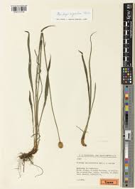 Plantago argentea Chaix | Plants of the World Online | Kew Science