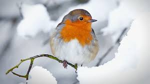 Image result for birds at feeders